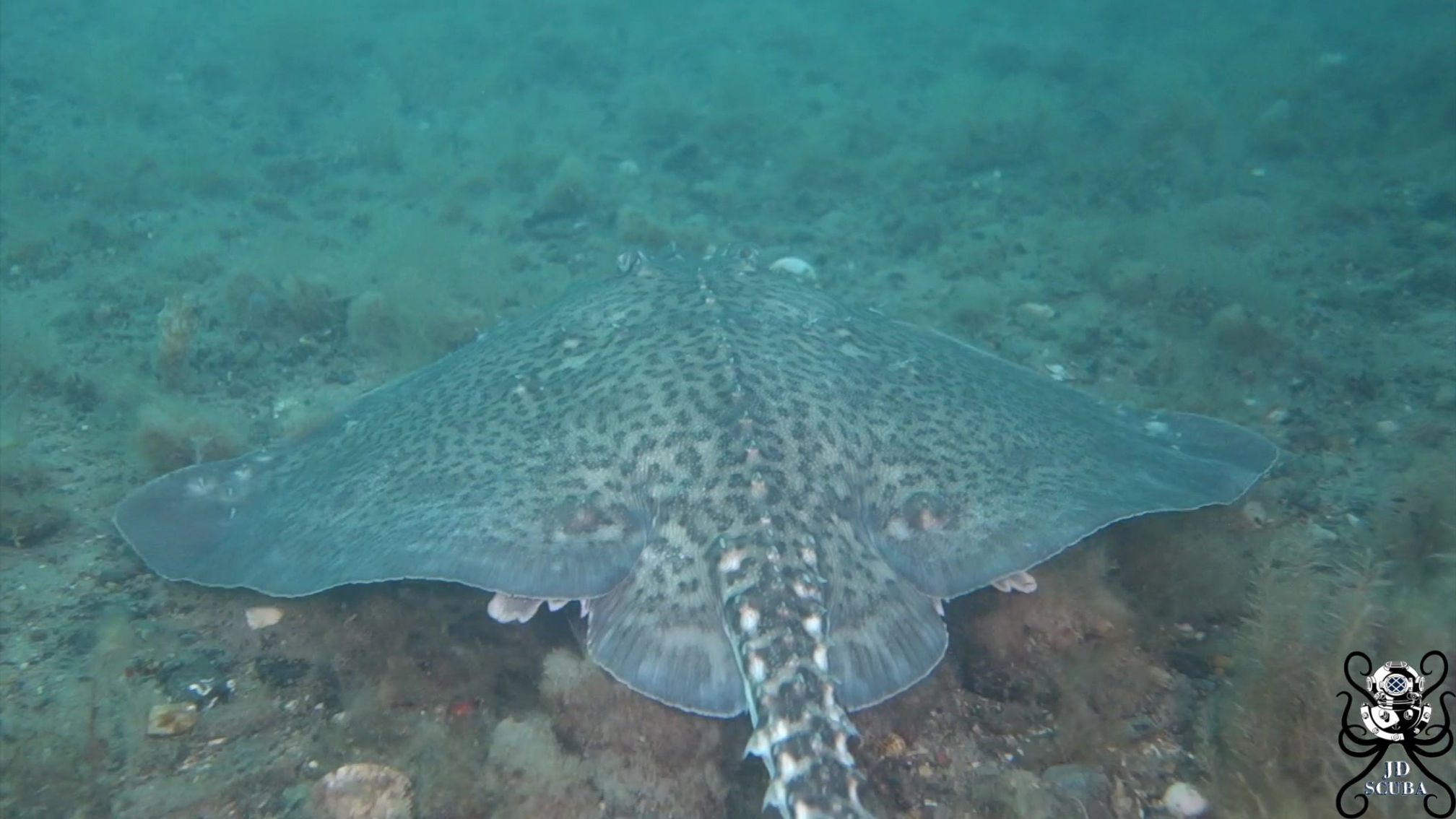 Thornback Ray (Raja clavata)